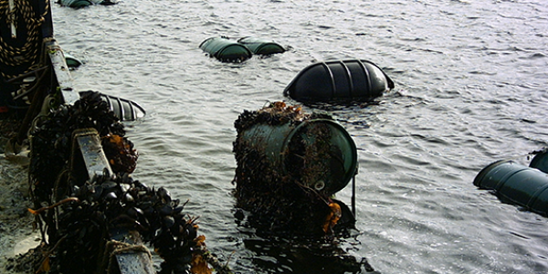 Mussel Farming